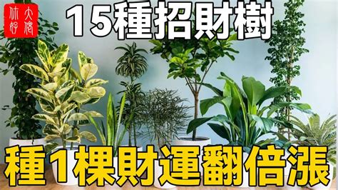 金錢樹 屬|招財樹有哪些？命理專家盤點8種好照顧又能帶來好風水的植物